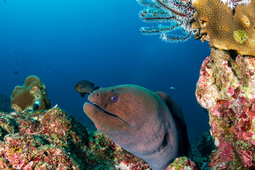 Giant Moray Eel hidden in a hole in a tropical coral reef