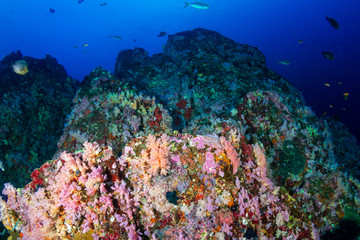 Fototapeta na wymiar A colorful tropical coral reef in the Andaman Sea