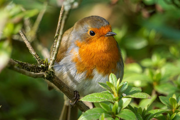 Robin on a branch