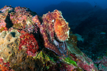 Naklejka na ściany i meble Large Octopus on a tropical coral reef at sunset