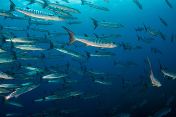 A school of Barracuda in blue water above a tropical coral reef