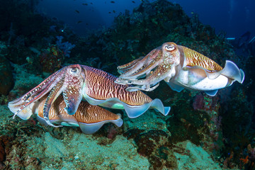 Mating Cuttlefish on a tropical coral reef at sunrise (Richelieu Rock)