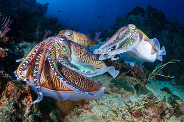 Mating Cuttlefish on a tropical coral reef at sunrise (Richelieu Rock)
