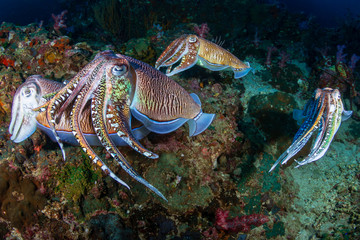 Mating Cuttlefish on a tropical coral reef at sunrise (Richelieu Rock)