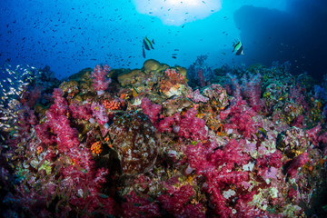 Naklejka na ściany i meble Beautiful soft corals on a tropical coral reef (Richelieu Rock, Thailand)