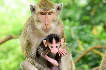 babies Macaca fascicularis (long-tailed macaques) or monkeys in the wild