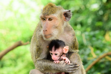 babies Macaca fascicularis (long-tailed macaques) or monkeys in the wild