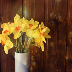 daffodils Narcissus in a vase on a square dark brown wooden background with highlights and bokeh