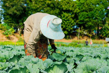 cabbage harvesting in the farm field