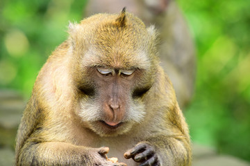  the face of Macaca fascicularis (long-tailed macaques) or monkeys in the wild
