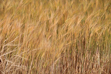 Large field of fresh wheat in countryside