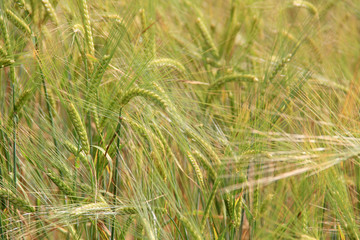 Large field of fresh wheat in countryside