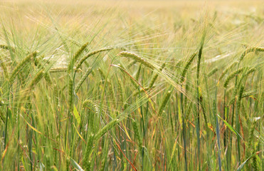 Large field of fresh wheat in countryside