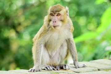 Naklejka na ściany i meble Macaca fascicularis (long-tailed monkey) or monkey in the wild