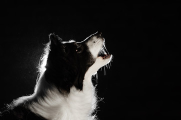 dog border collie night portrait barking back light magic night