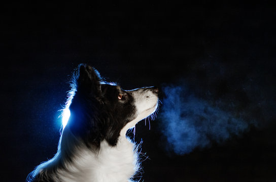 Dog Border Collie Night Portrait Barking Back Light Magic Night