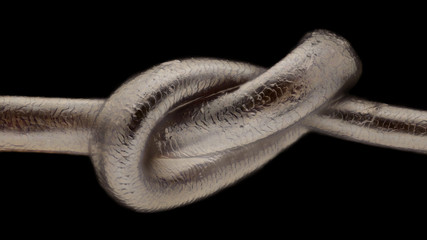 Obraz premium Extreme magnification - Human hair at microscope, 50x magnification 