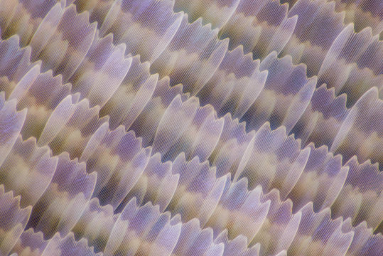 Extreme magnification - Butterfly wing under the microscope, 50x magnification