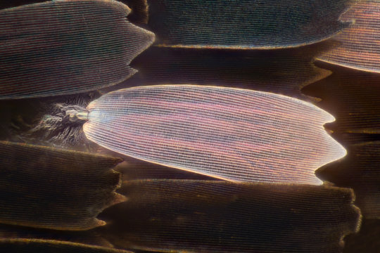 Extreme magnification - Butterfly wing under the microscope, 100x magnification