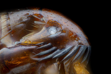 Extreme magnification - Flea at microscope, 50x magnification