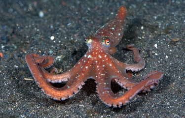 Incredible Underwater World - Starry night octopus - Callistoctopus luteus. Diving and underwater photography. Tulamben, Bali, Indonesia. © diveivanov