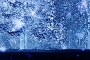 Forest trees covered snow at night in winter. Fantastic Fairytale