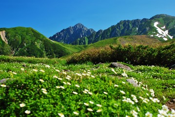 Alpine meadow with wild flowers ~  Tateyama / Japan