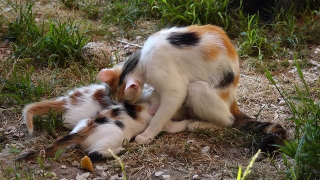 Une m&egrave;re et ses chatons