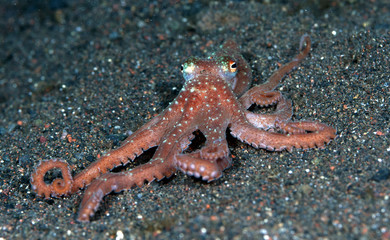Incredible Underwater World - Starry night octopus - Callistoctopus luteus. Diving and underwater photography. Tulamben, Bali, Indonesia.
