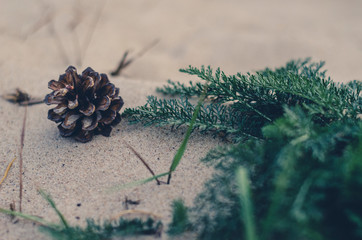 pine cone on the beach sand