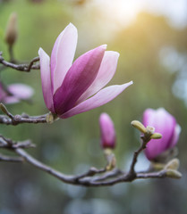 Magnolia blooming in spring