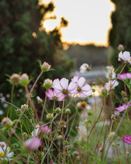 wild flowers by the sea shore