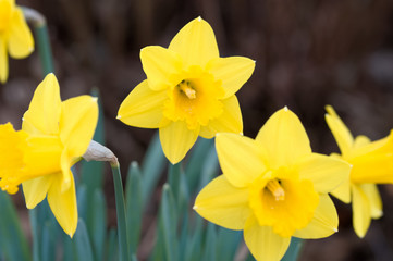 Daffodils on green background.Yellow daffodils in spring