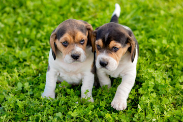 Beautiful beagle puppies on the green grass