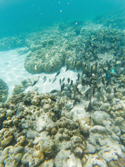Obraz premium underwater marine life on coral reefs