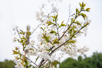 Pear blossoms in spring