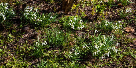 Spring flowers