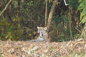 Jaguar from Pantanal, Brazil