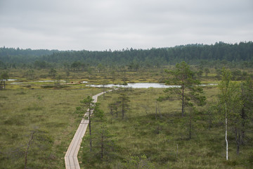 Obraz premium Path to a bog lake