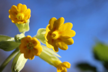 Extreme close up from ground level of the lovely yellow spring flowers of Primula veris. Also known as cowslip or primrose, with a background of blue sky and copy space.
