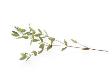 Dried flowers on white background. Flat lay, top view.