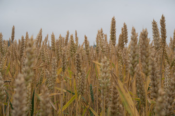 Golden wheat field