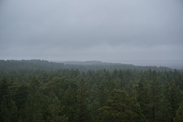 View of a pine forest