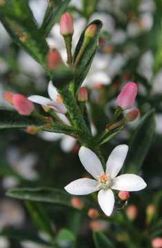 The lovely white flower  and pink buds of Eriostemon' Flower Girl Pink'.