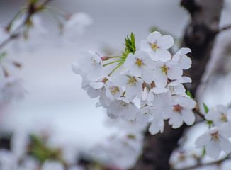 Pear Blossoms in Spring