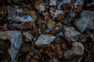 Stones and leaves