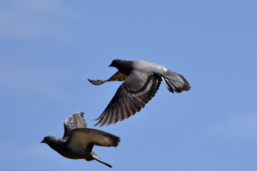  Flying pigeons（88-1）