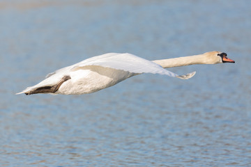 portrait white mute swan (cygnus olor) in flight, blue water