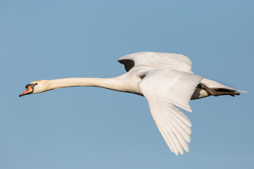 close view isolated white mute swan (cygnus olor) flying in blue sky