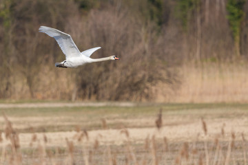 one white mute swan (cygnus olor) flying over grassland with reed